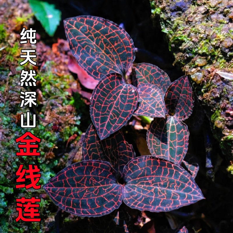 正宗深山纯金线莲干货特级500g红霞养肝护肝精品特级中草药养生茶
