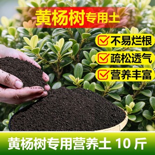 黄杨树专用土料盆栽盆景专用土营养土干叶子发枯黄枯萎掉种植家用