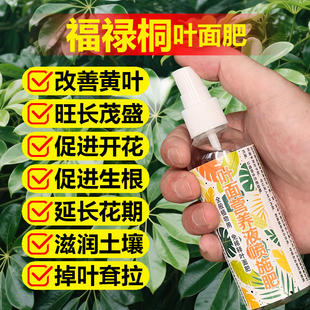 福禄桐专用肥料盆景绿植羽叶福禄桐树苗老桩土培盆栽营养液花肥料