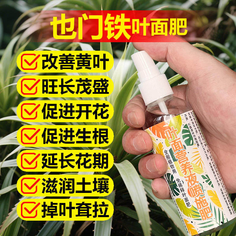 也门铁巴西铁专用营养液室内金心青叶金边盆栽绿植物缓释花卉肥料