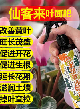 仙客来专用肥料养殖肥营养液叶子发黄变软蔫倒伏叶片卷曲叶面肥料