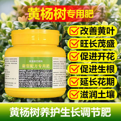 黄杨树专用肥料盆栽黄杨营养液叶子发黄干枯萎尖焦卷曲补救施肥料