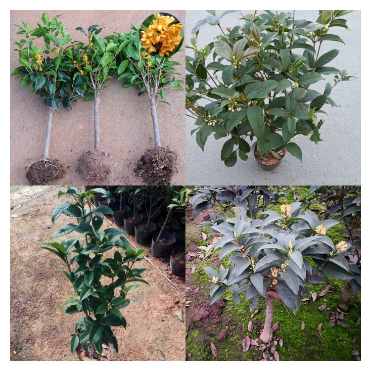 桂花树苗四季桂大型花卉八月庭院原生高杆金丹天香台阁沉香地盆栽