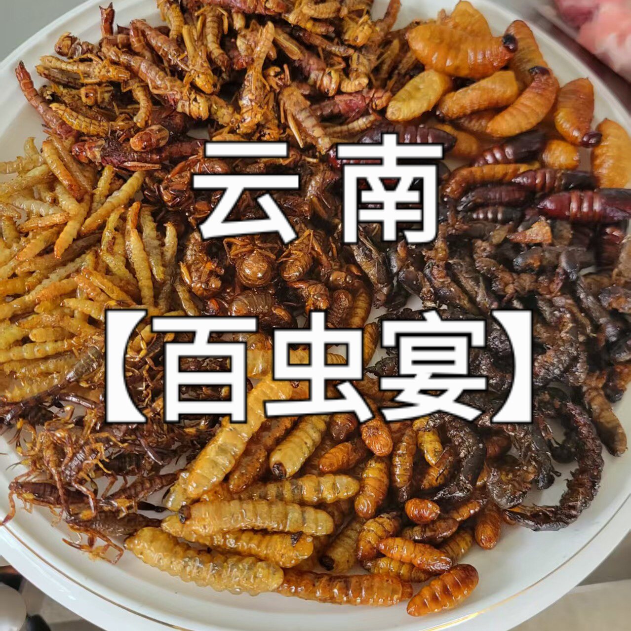 云南【百虫宴】特色昆虫美食 蜂蛹竹虫 蝎子蜈蚣 知了 斗米虫混装