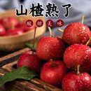 山东新鲜山楂大金星山里红果子时令水果冰糖葫芦大中小果大五棱