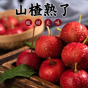 山东新鲜山楂大金星山里红果子时令水果冰糖葫芦大中小果大五棱