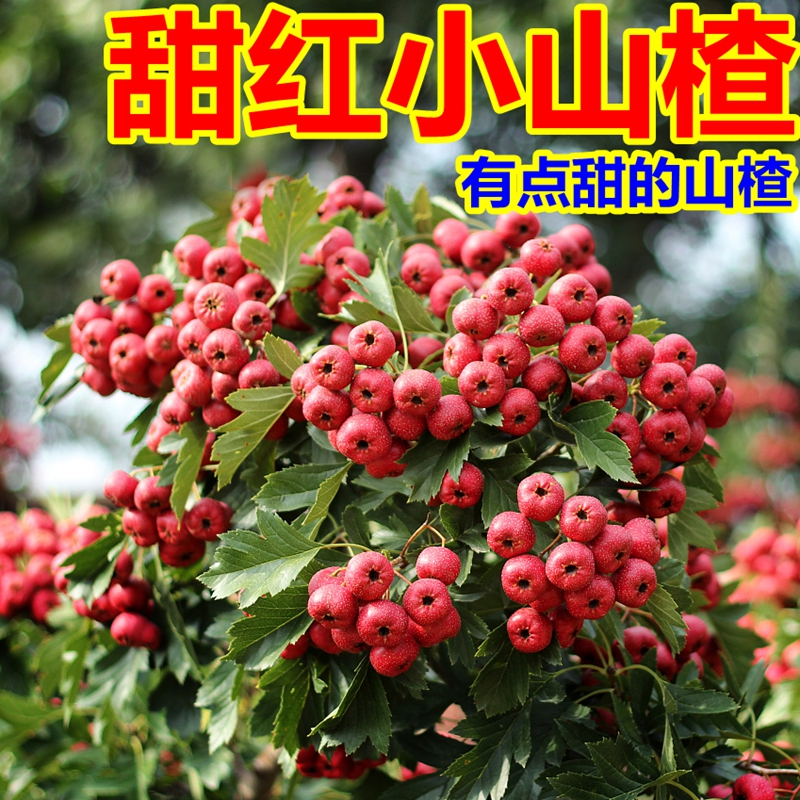 新鲜山楂甜红小山楂酸甜可口山里红果新鲜水果鲜果坏果包赔包邮