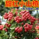 新鲜山楂甜红小山楂酸甜可口山里红果新鲜水果鲜果坏果包赔 包邮