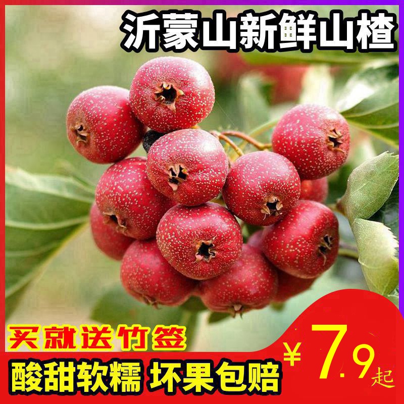 新货现摘新鲜山楂果大金星歪把红棉球新鲜水果鲜果山里红果包邮|msdalam kategori makanan ringan/Nuts/Specialty, Manisan/jujube/Plum/buah-buahan kering, produk bertaraf Hawthorn - dari Buy2taobao.com untuk memberikan perkhidmatan ejen Taobao profesional membeli