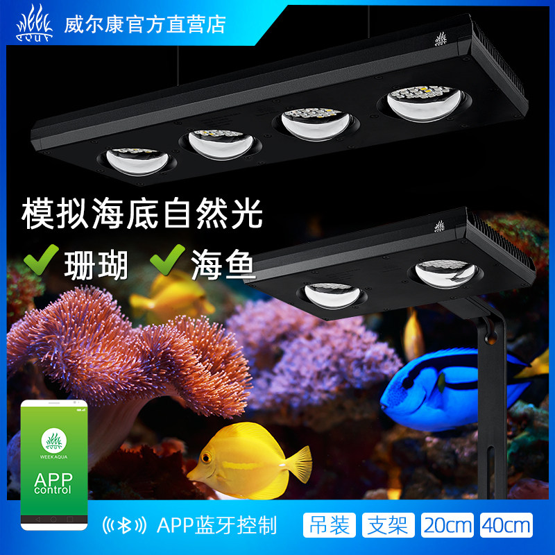 威尔康海缸灯珊瑚LPS软体硬骨灯