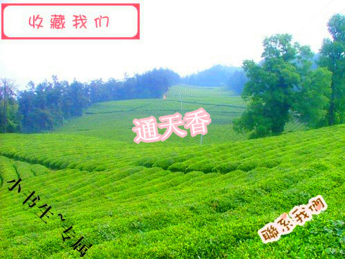 凤凰单枞茶 通天香 凤凰茶 单丛茶 500克 包邮