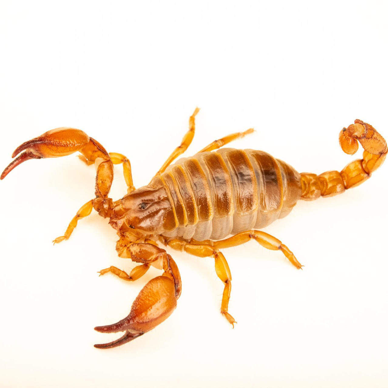 萨卡特卡双棘蝎 Diplocentrus zacatecanus