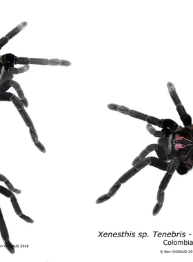 黑镭射捕鸟蛛 公母 Xenesthis sp. Tenebris TS爬魂
