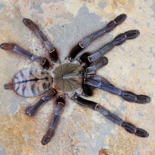 Phormingochilus sp sabah 沙巴蓝树老虎 3-4L幼体 爬魂