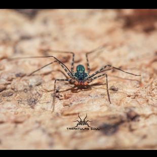 内格罗斯黄泉鞭蛛幼体 哈利波特 疯眼汉穆迪上课讲咒语TS爬魂