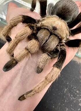 墨西哥金背Aphonopelma chalcodes 耐干长寿好养温顺品种 TS爬魂