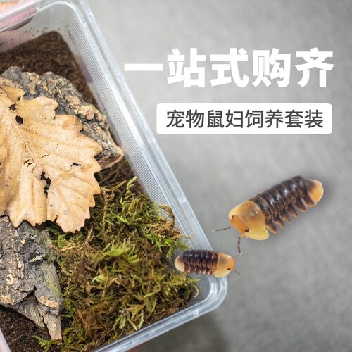 鼠妇套装活虫饲养西瓜虫学生饲养套餐生物实验昆虫爬宠包邮包活-封面