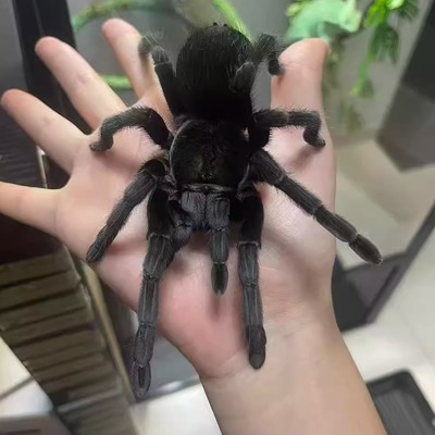 TS爬魂宠物蜘蛛动物蜘蛛新品种