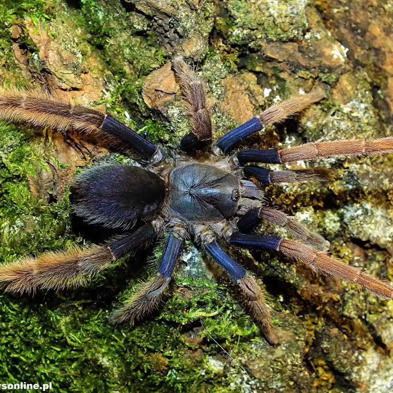 TS爬魂蜘蛛捕鸟蛛粗腿蓝紫