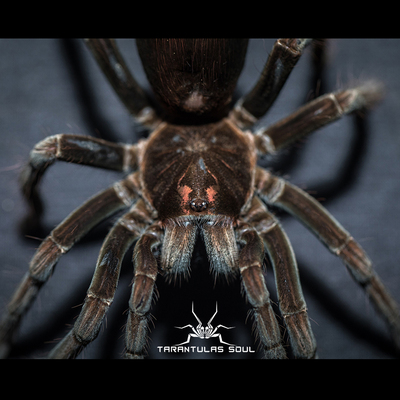 Pam哥伦比亚粉艳模式种 小母 ts爬魂 蜘蛛宠物