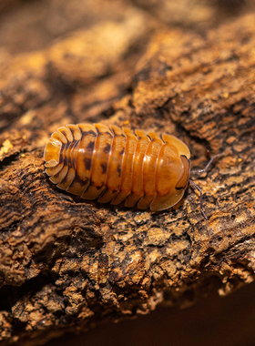 泰国黄虎鼠妇Cubaris sp. Tiger高端鼠妇潮虫一组10只亚成