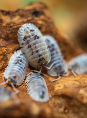白写锦鲤鼠妇Cubaris sp. Shiro Utsuri一组/半组西瓜虫潮虫宠物