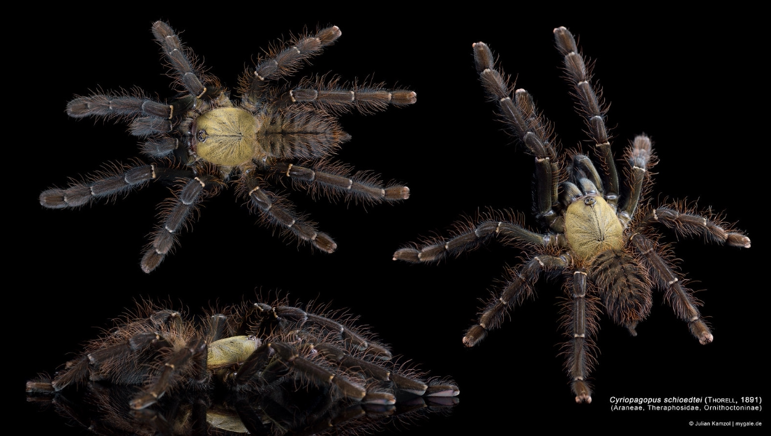 马来西亚地老虎 捕鸟蛛 ts爬魂 3cm