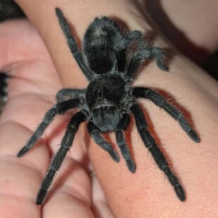 巴西黑丝绒 大型活体黑色宠物蜘蛛新手温顺能吃捕鸟蛛 TS爬魂