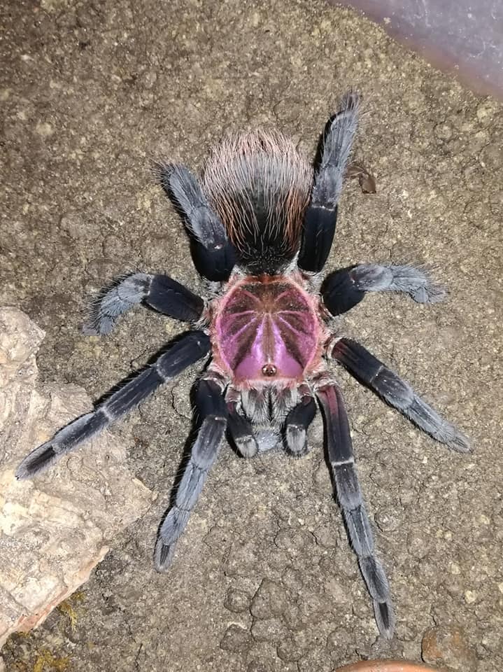 mega镭射小母小公满背镭射纹