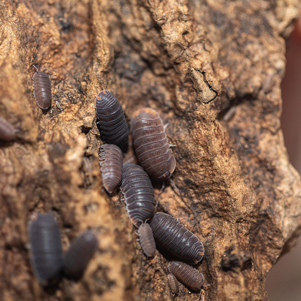 车尾灯鼠妇cubaris murina鼠古巴虫鼠妇潮虫西瓜虫宠物一组10个