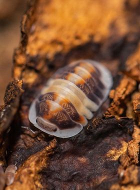 泰国卡布奇诺鼠妇Cubaris sp.Cappuccino一组/半组西瓜虫潮虫宠物
