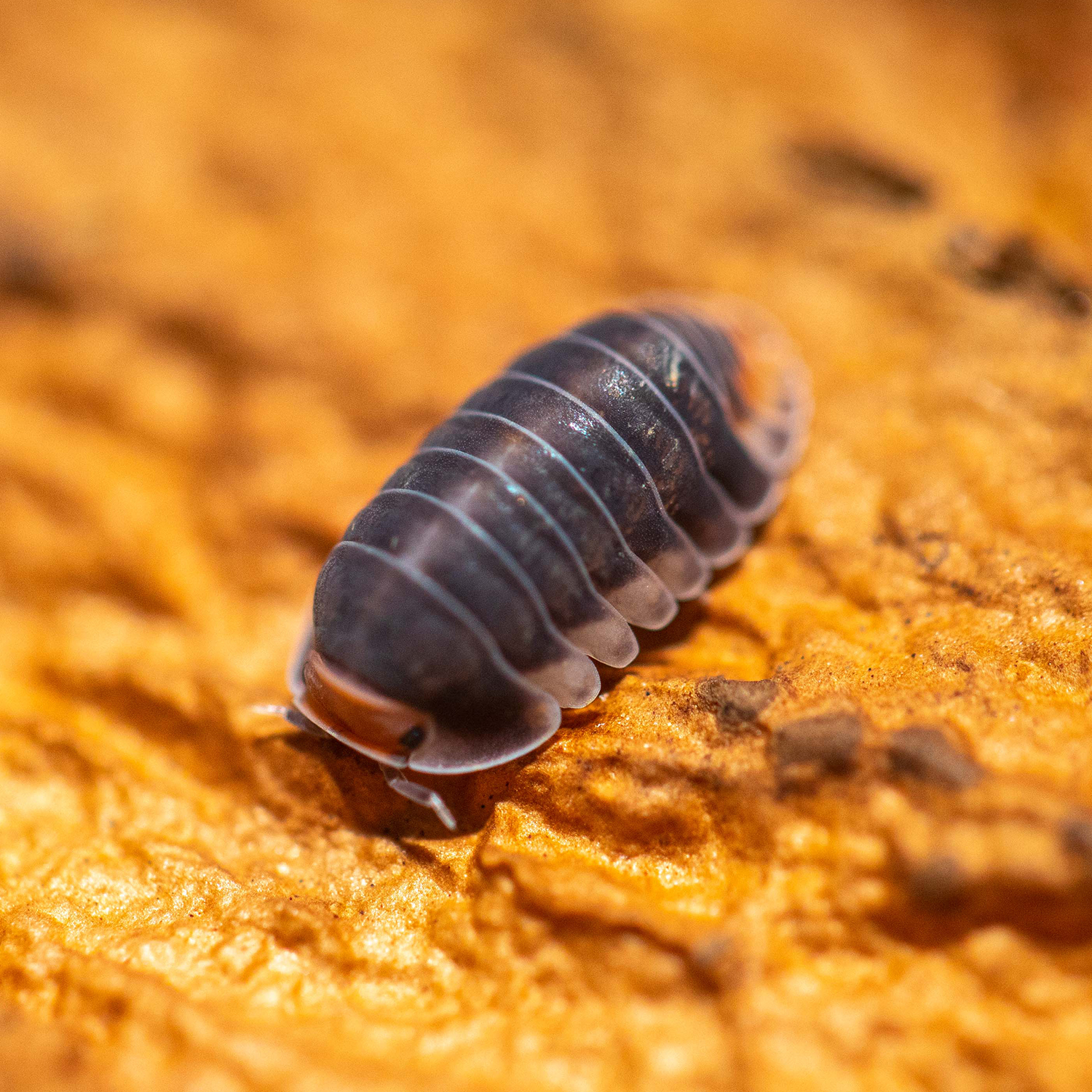 泰国帕克鼠妇Cubaris sp. Pakchong一组/半组西瓜虫潮虫宠物