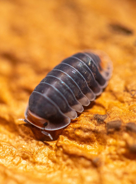 泰国帕克鼠妇Cubaris sp. Pakchong一组/半组西瓜虫潮虫宠物