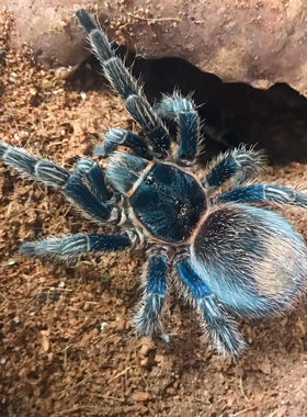 秘鲁金属红尾Thrixopelma cyaneolum 蓝色蜘蛛捕鸟蛛 TS爬魂