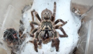 橙巴布tcf 莫桑比克产地 3CM ts爬魂