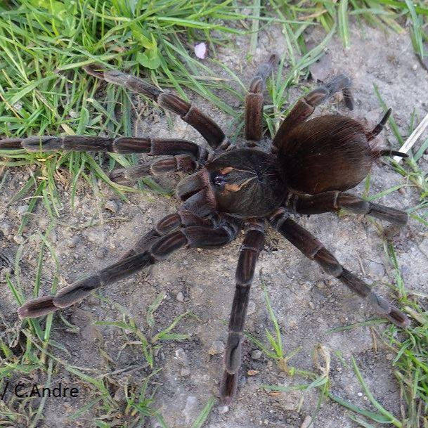 爬魂捕鸟蛛大型黑色地栖