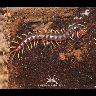 秘鲁白脚蜈蚣 南美宠物蜈蚣 各尺寸 TS爬魂 上海本地可配送