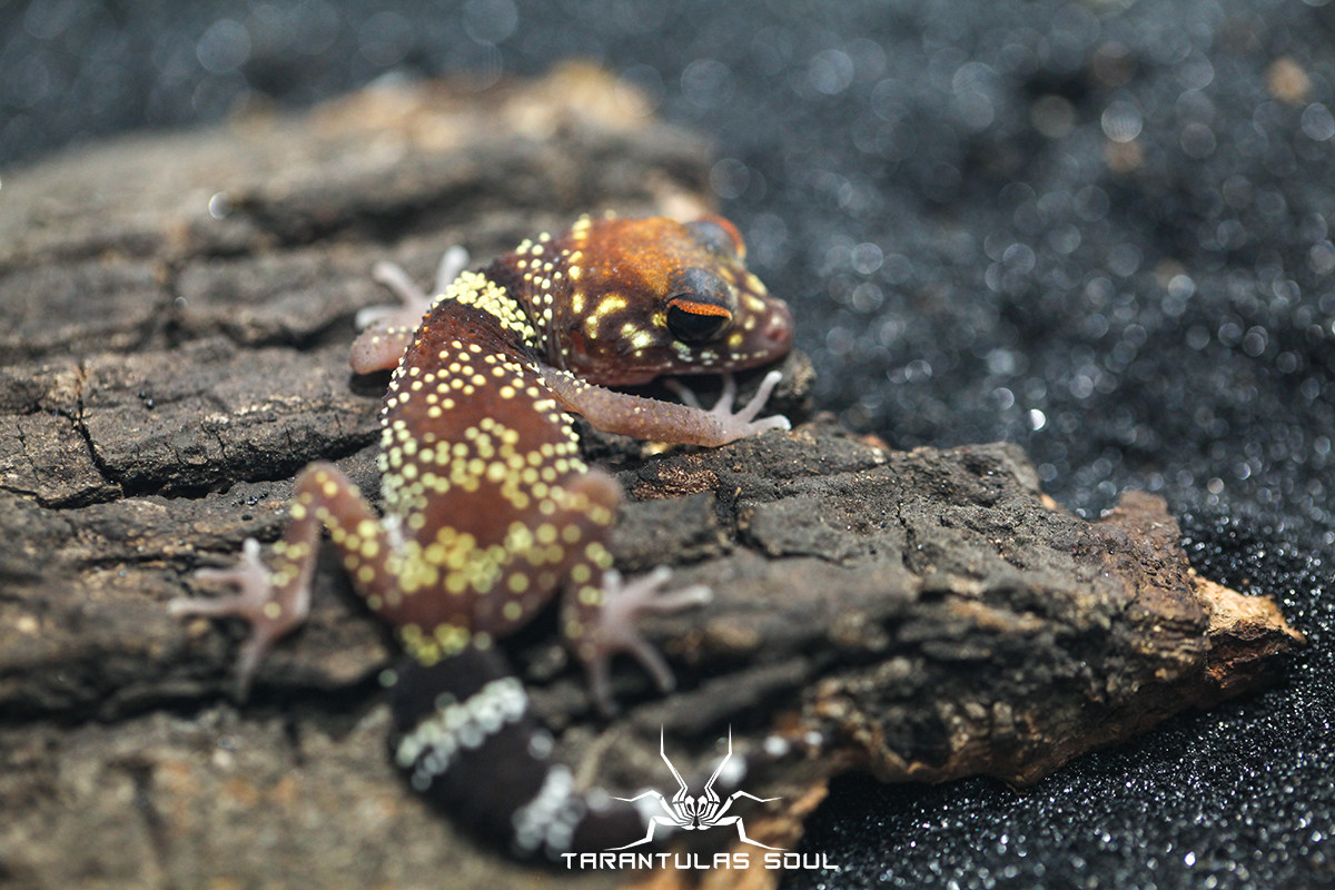 nephrurus milii  写真一比一模型 萌萌大眼睛 TS爬