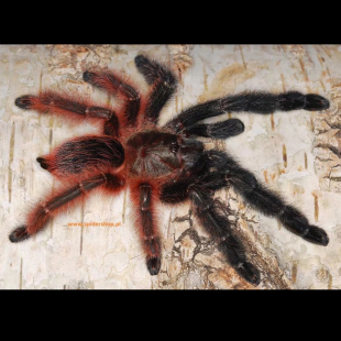 维多利亚烈焰 2-3CM 高端树栖 TS爬魂 Psalmopoeus victori