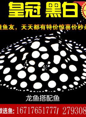 活体魟鱼虹鱼珍珠盘子与