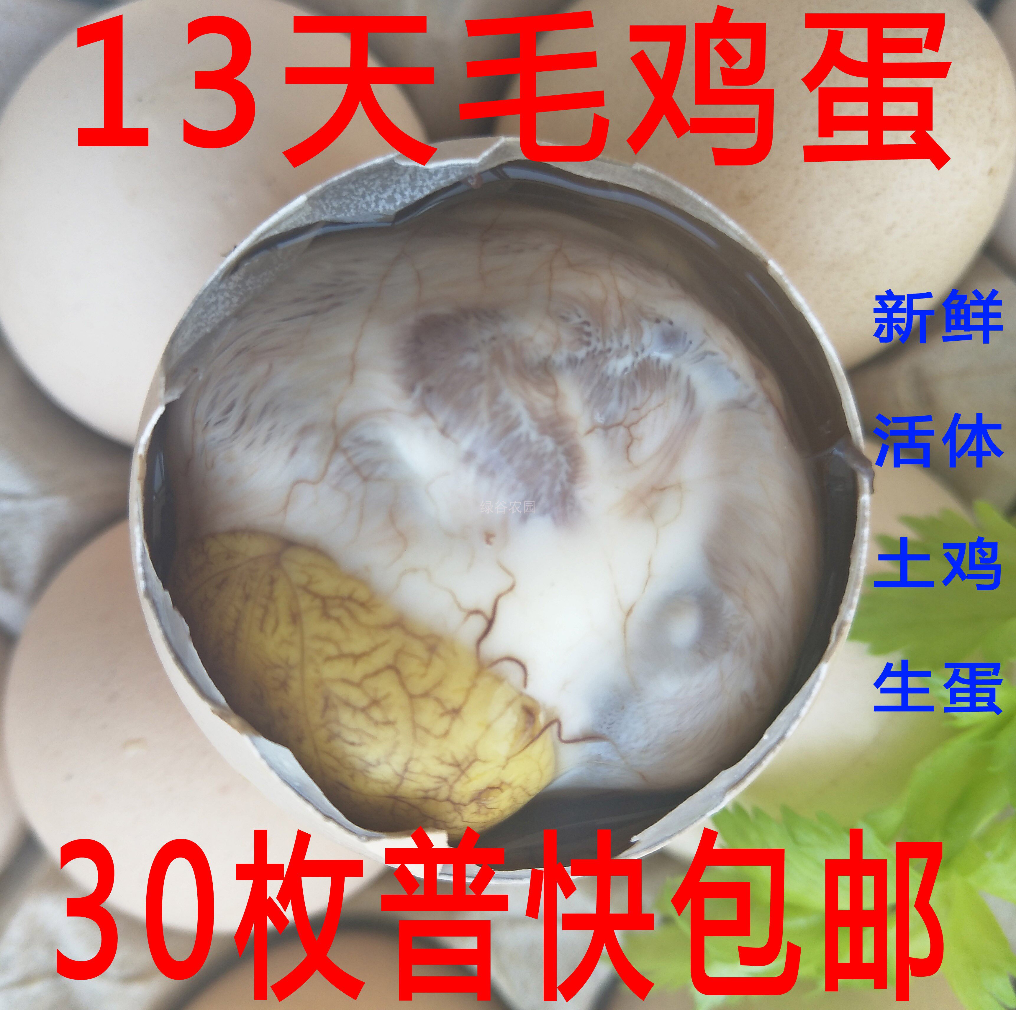 新鲜13天毛鸡蛋土鸡生命蛋半毛蛋活珠子喜蛋凤凰蛋普快包邮