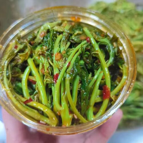 野生凉拌椿芽开胃下饭菜开盖即食
