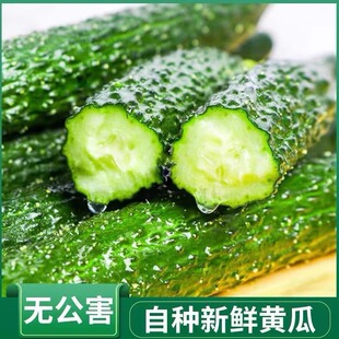 天津欢坨本地新鲜现摘绿心黄瓜京东快递到家5斤装