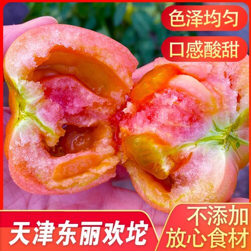 正宗欢坨水果西红柿现摘沙瓤新鲜
