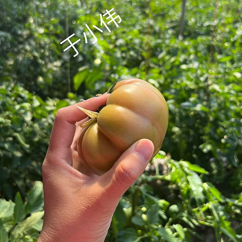 正宗欢坨老味西红柿肉厚沙瓤