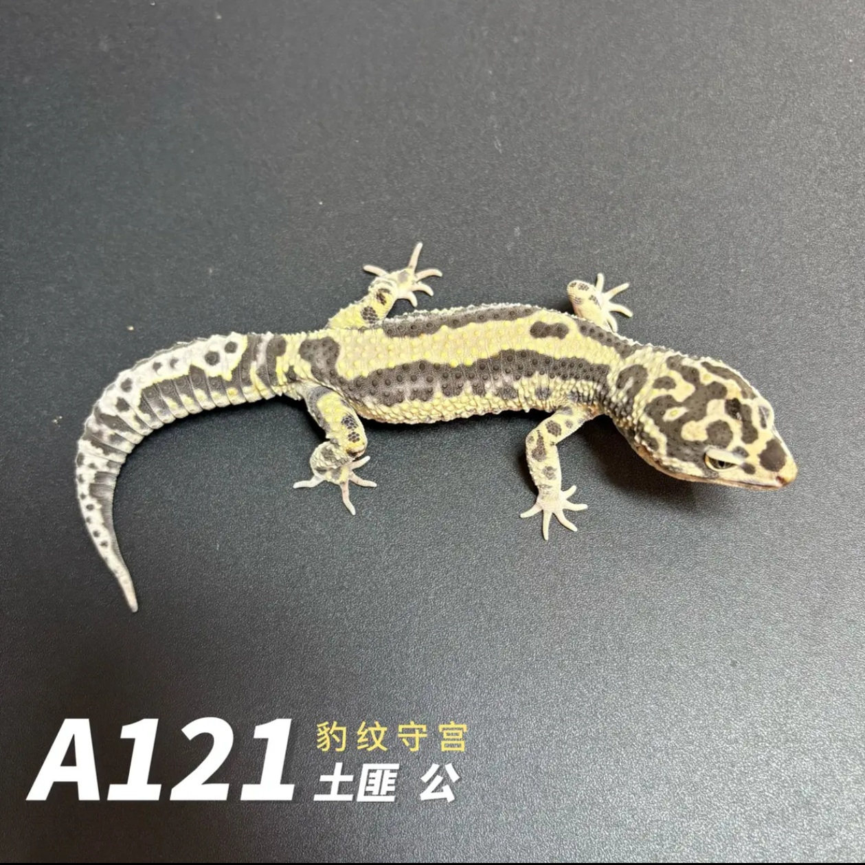 豹纹守宫活体新手入门爬宠蜥蜴守宫饲养活体简易饲养爬虫网红爬宠
