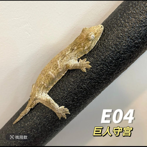 巨人守宫网红爬宠活体