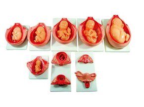 10件胎儿妊娠发育过程模型/怀孕胎儿模型/妊娠胚胎模型/怀孕十月