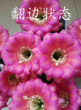 席克氏“圆盘星云”经典复色翻边品种，亮黄色丽花