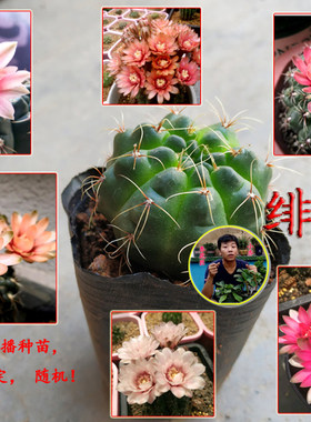 小齐实生开花品种星星仙人球